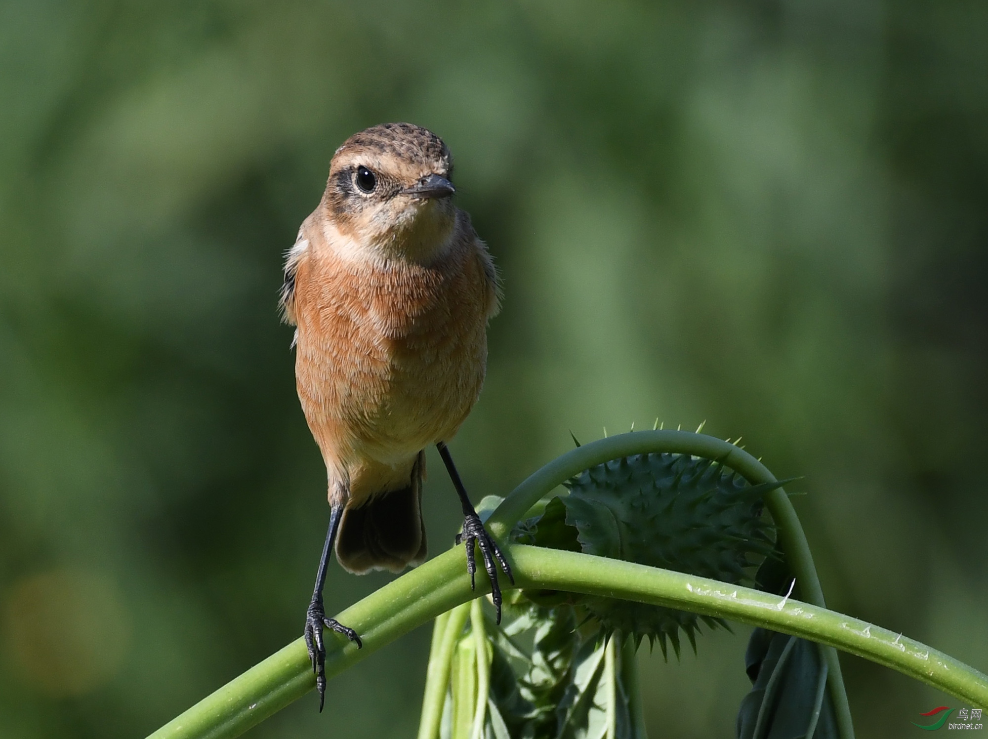 ������Ӱ 1285����.jpg