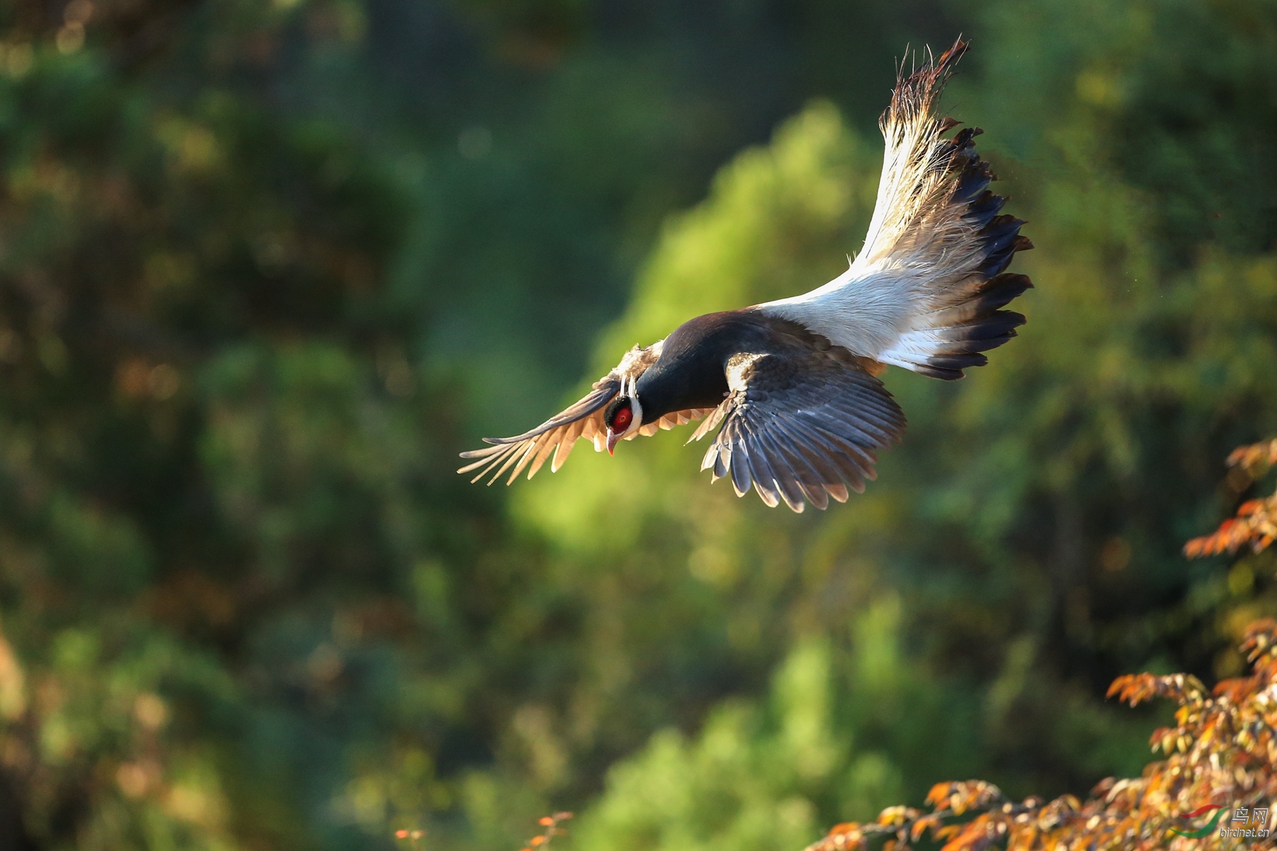 本帖最后由 虫朋鸟友 于 2020-2-6 21:28 编辑  淘帖0 点赞4 微信