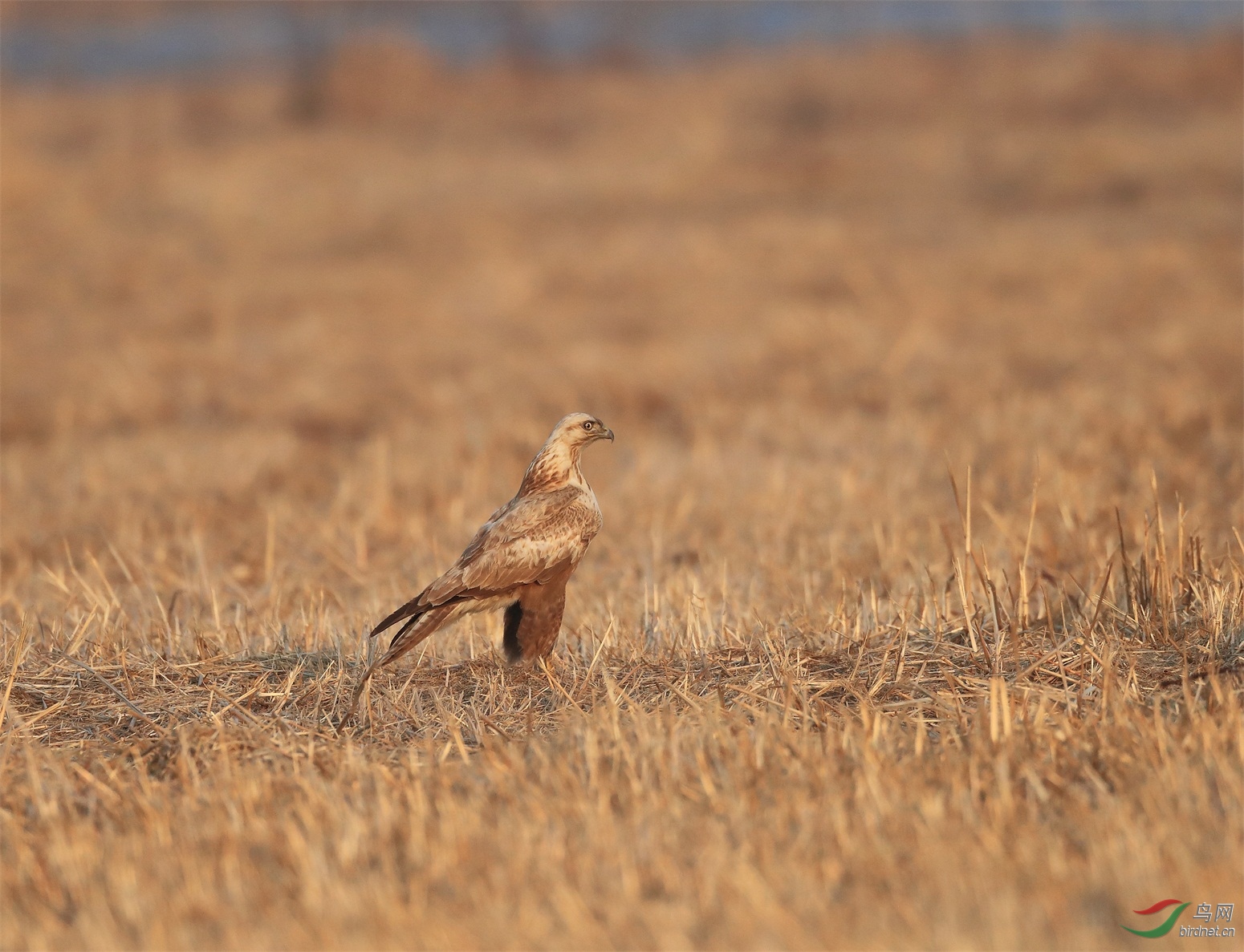 31 - ����.JPG