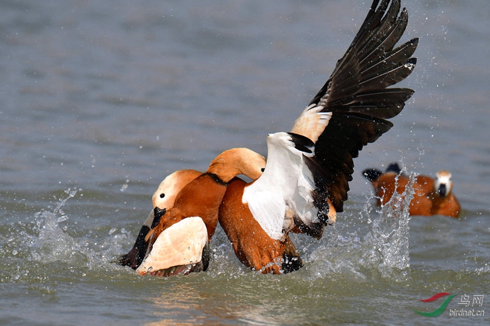 [水鸟]激烈打斗 (赤麻鸭)