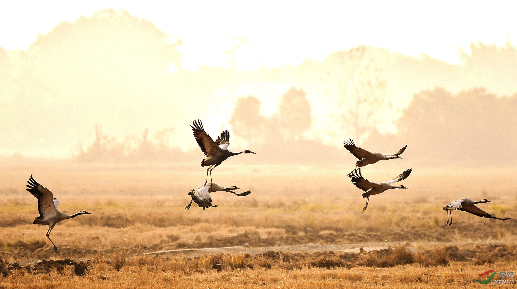 ������ԭ