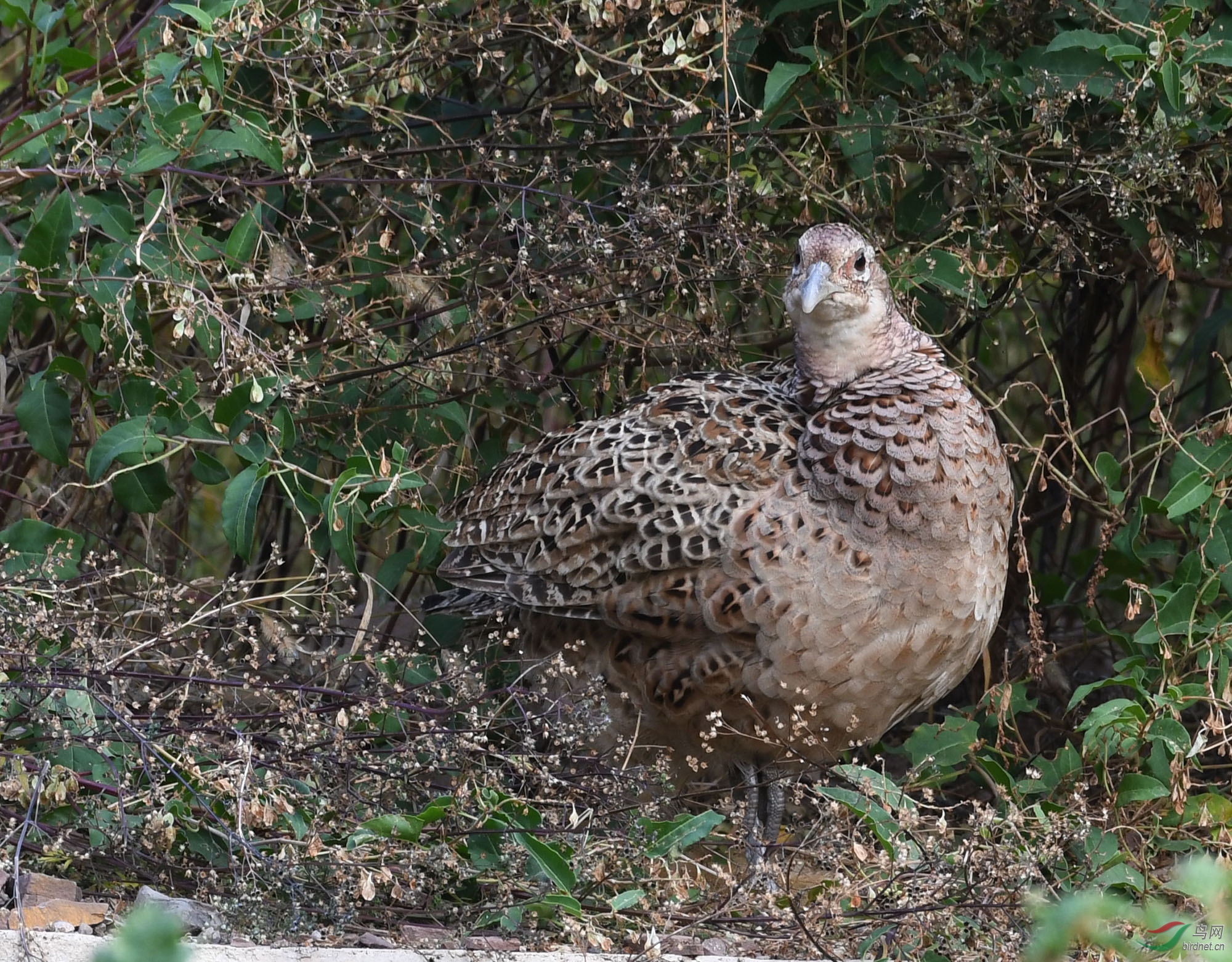 ������Ӱ 193����.jpg