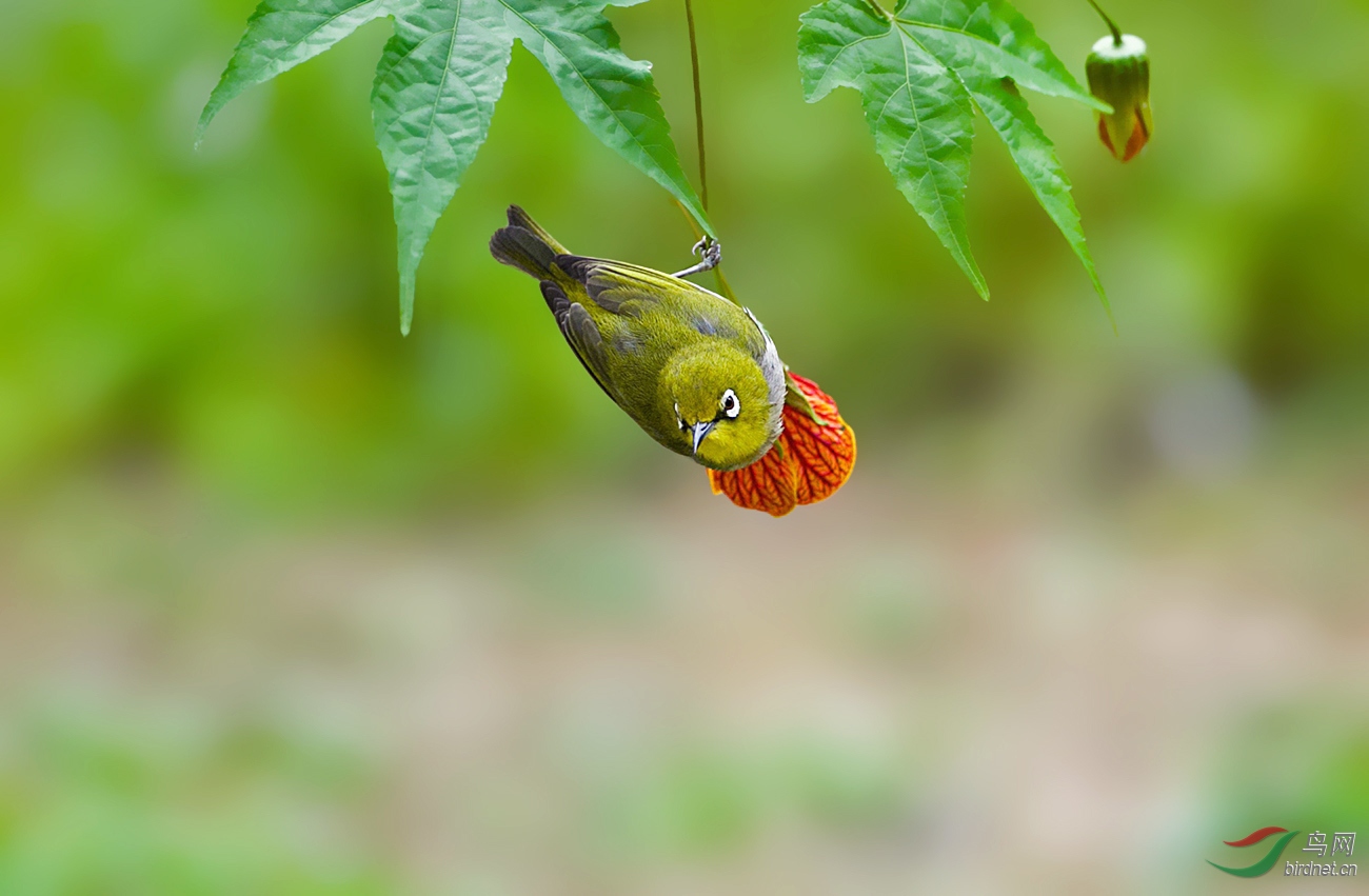 DX3W6045-5.jpg