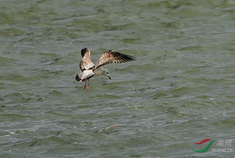 DSC00258---.jpg
