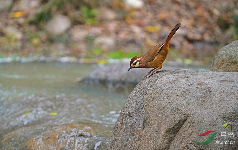 DSC02754---.jpg