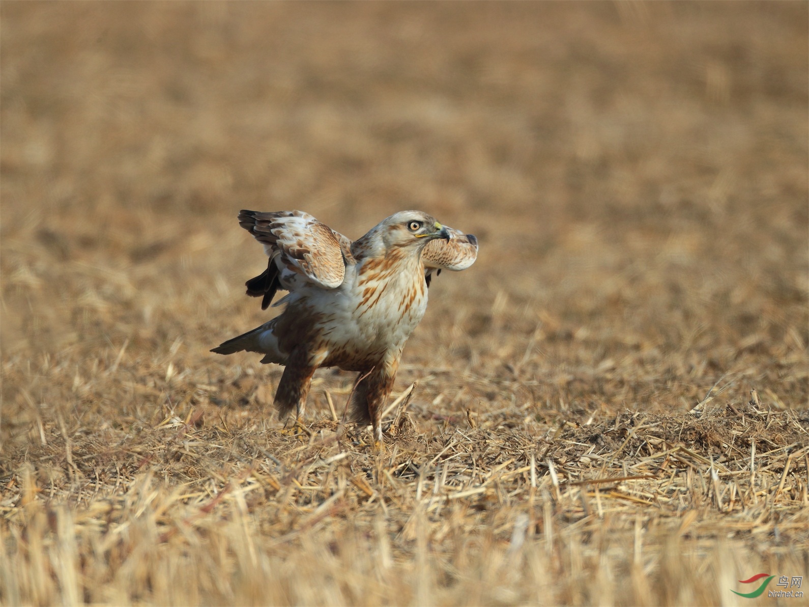 61 - ����.JPG