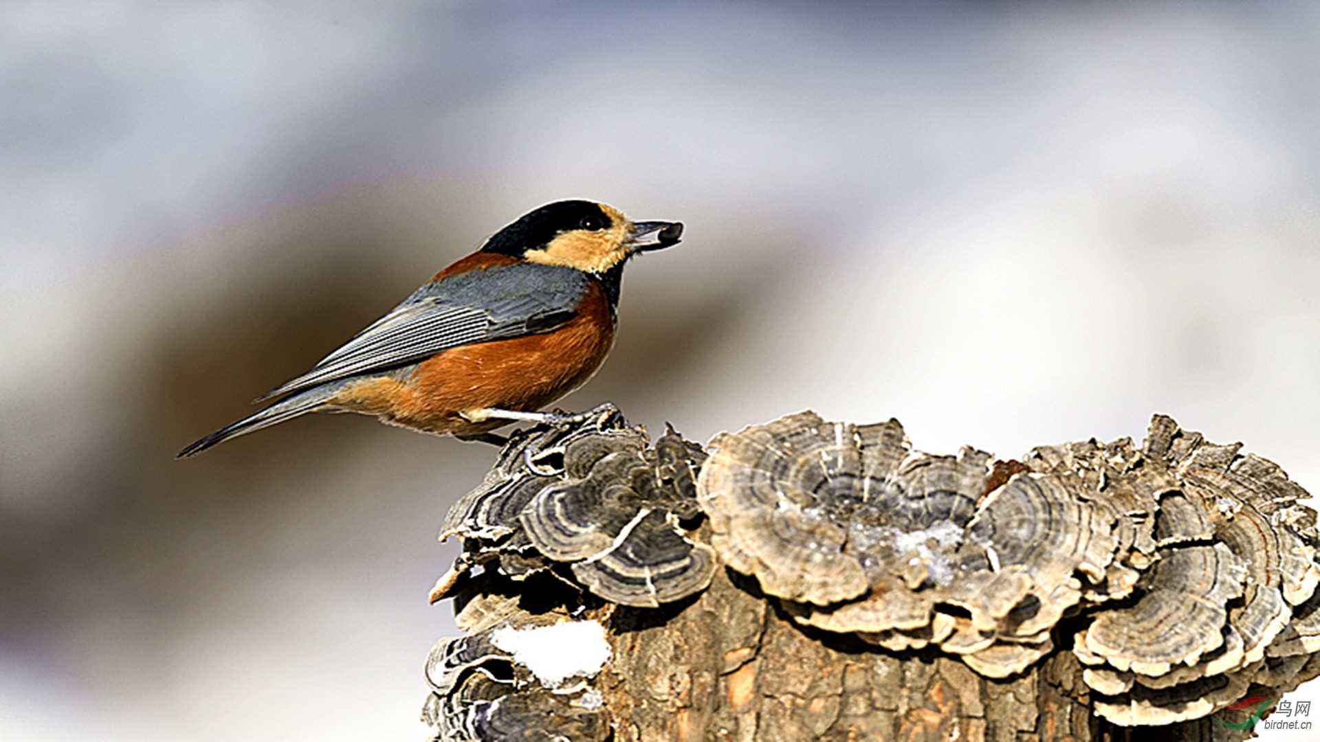 杂色山雀 恭祝庚子年元宵节快乐