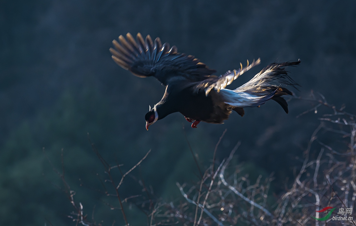 ������ɽ�������¡�