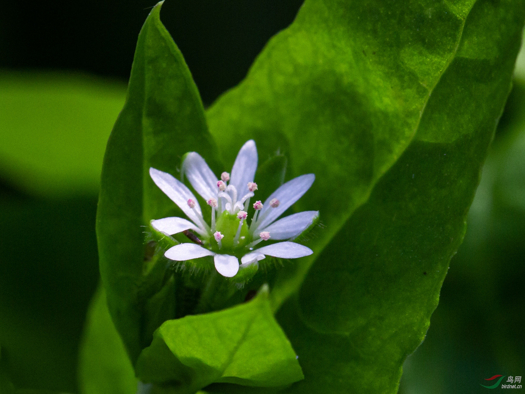 鹅肠菜花图片