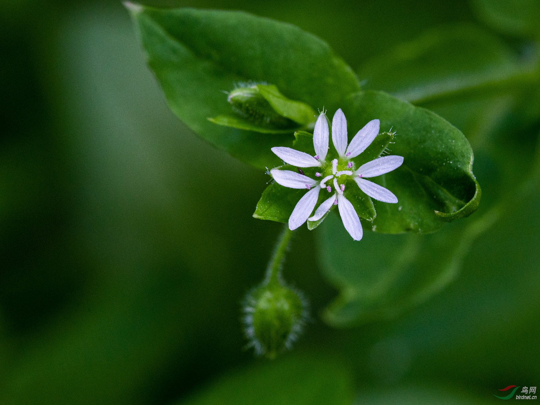菜花也是花鹅肠菜花
