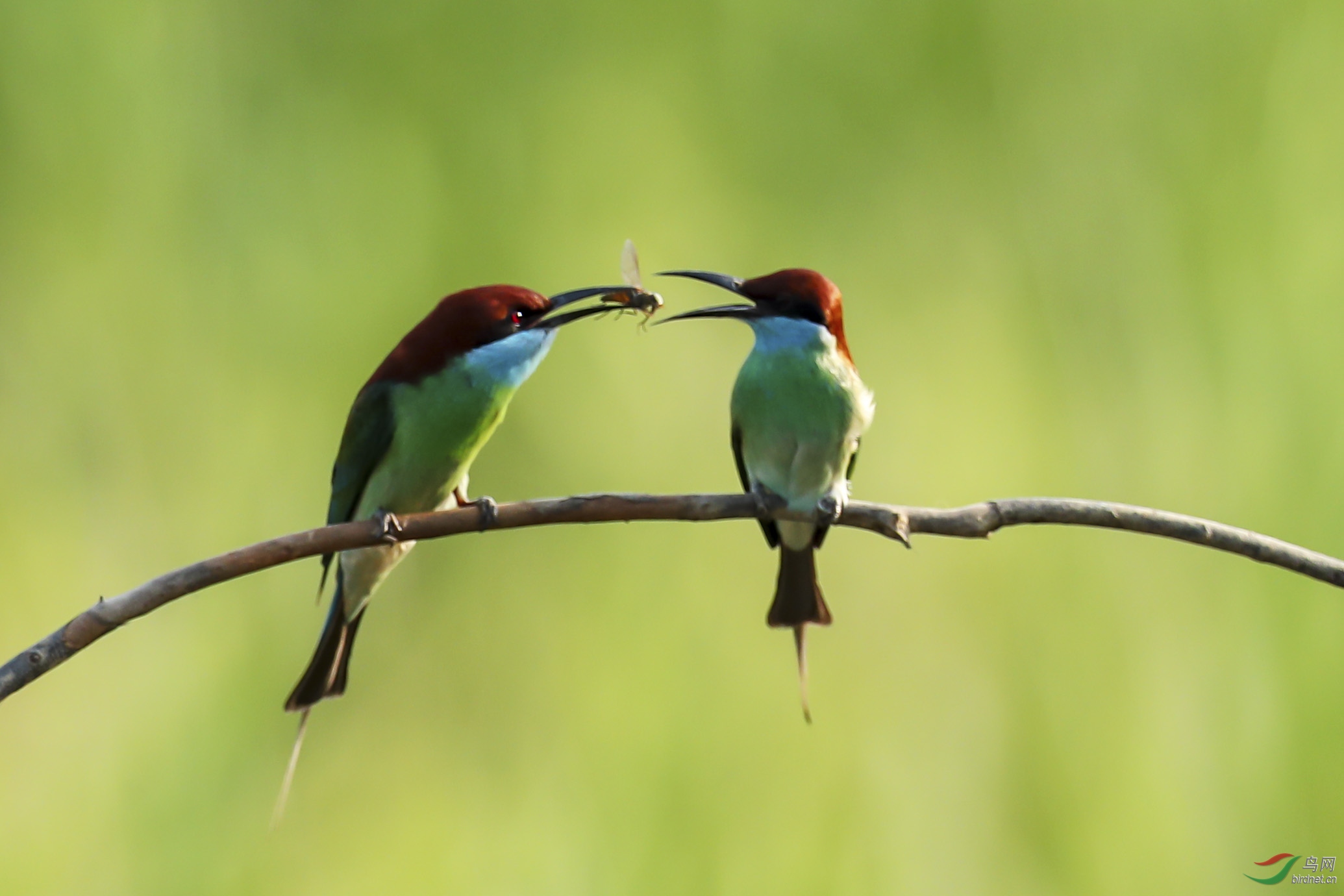 相濡以沫(蓝喉蜂虎)