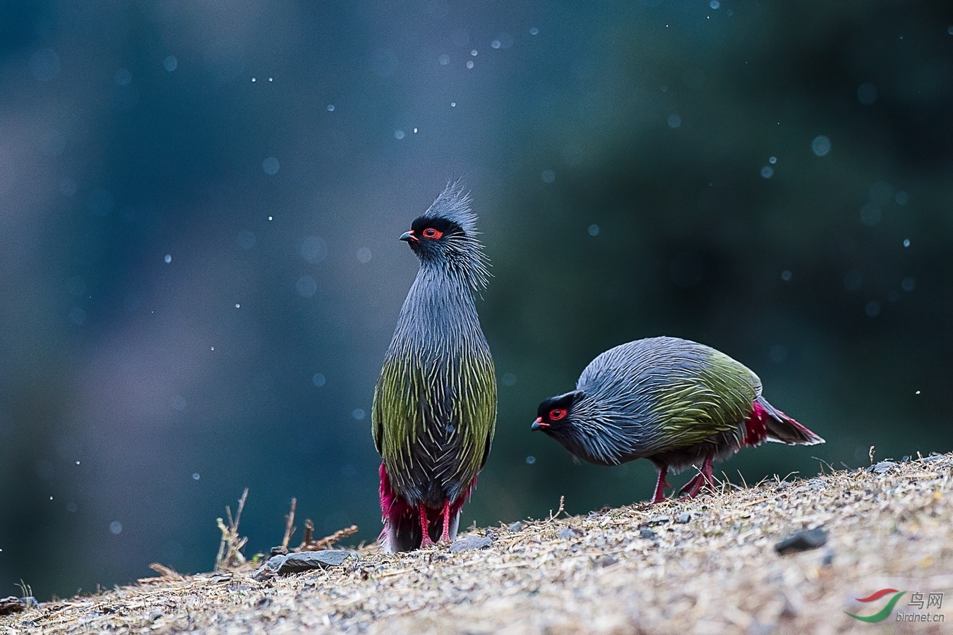 翘首以待好消息荣获首页鸟类精华
