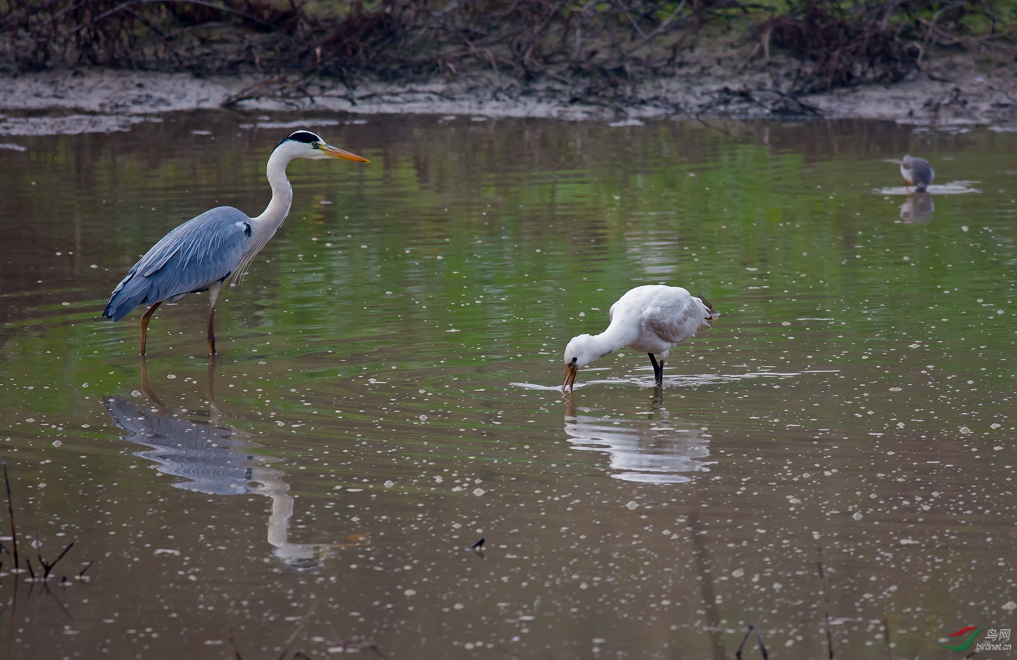 DSC_8732.jpg