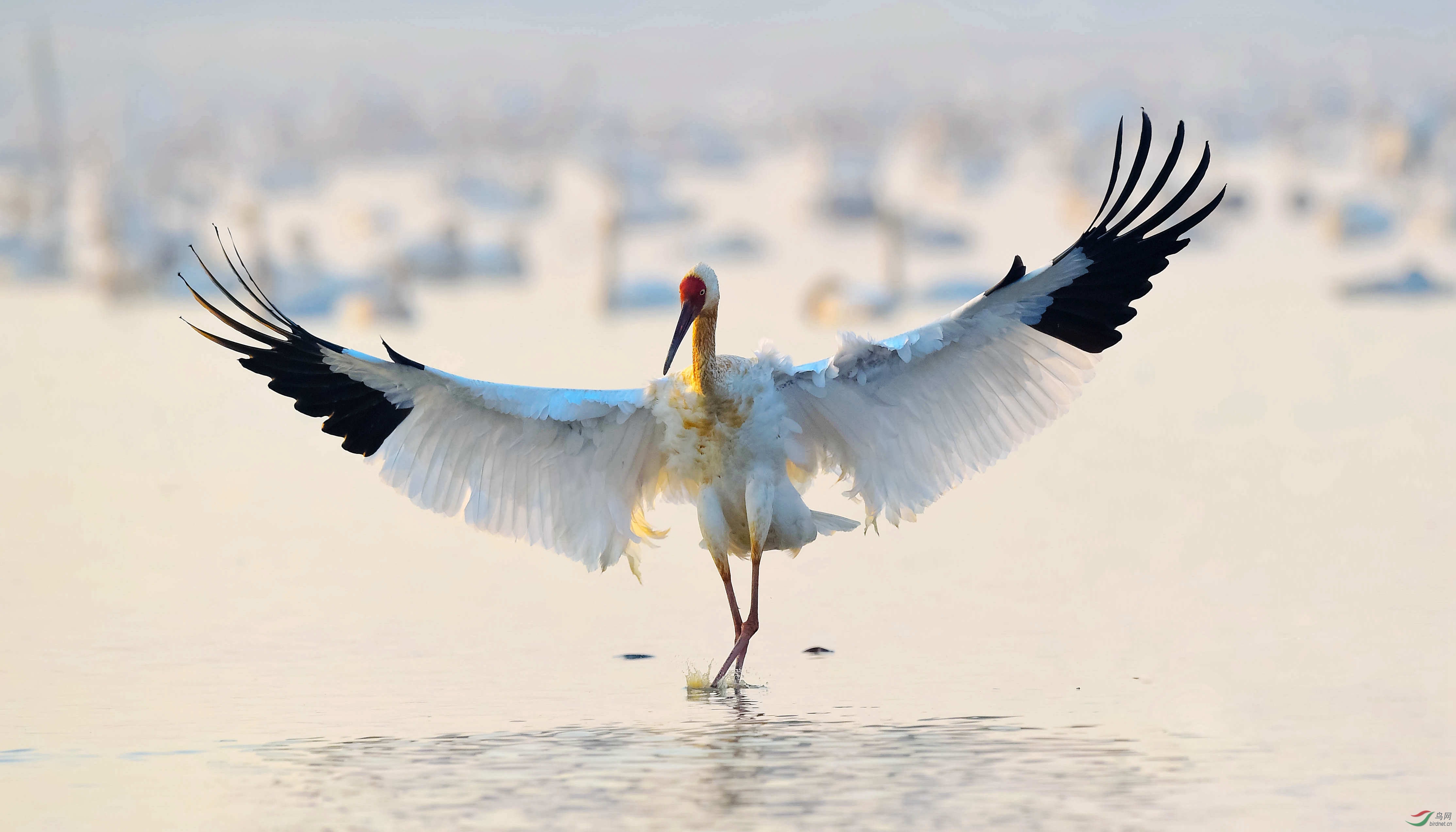 祝鸟友元宵节快乐