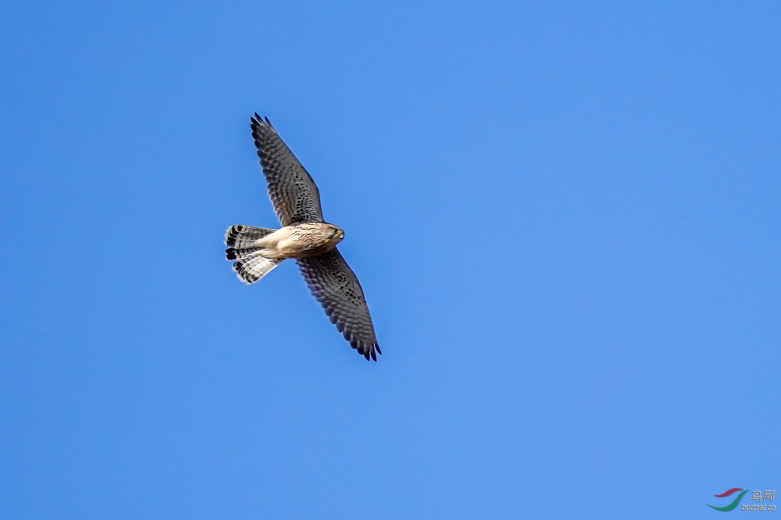 DSC03284-1.jpg
