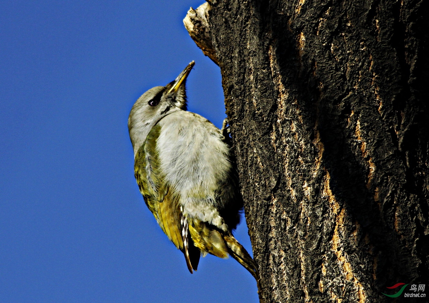 ���� _MG_8261.jpg