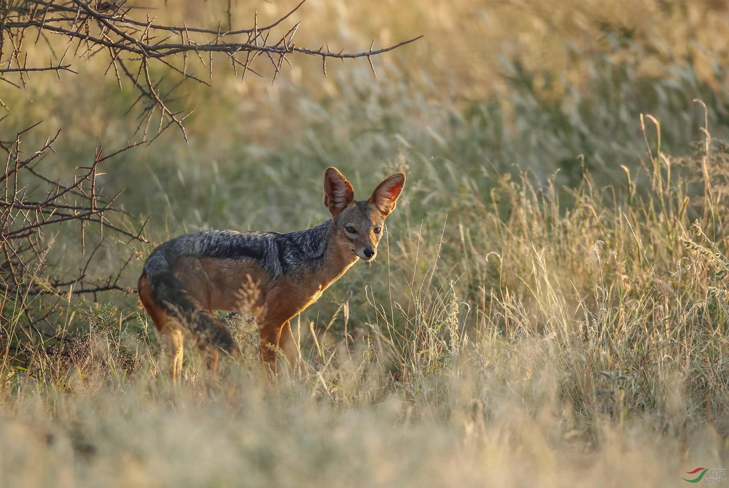 黑背胡狼    - (1).jpg