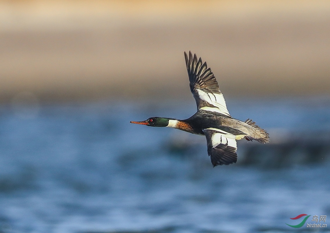 ������ɳѼ����