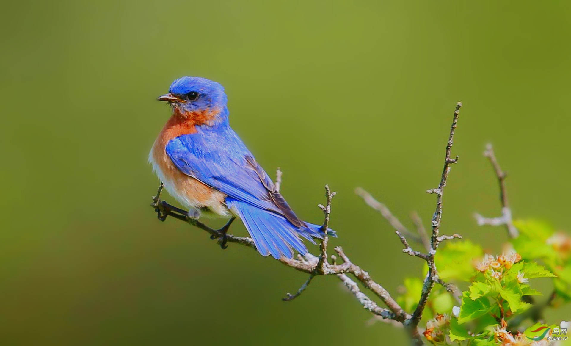 【红胁蓝尾鸲】