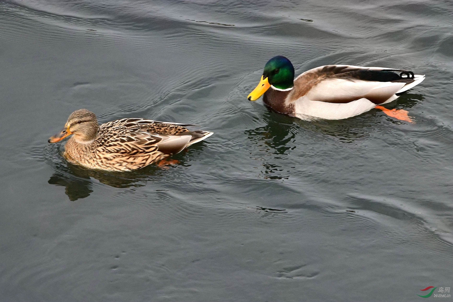 DSC_3555_����.jpg