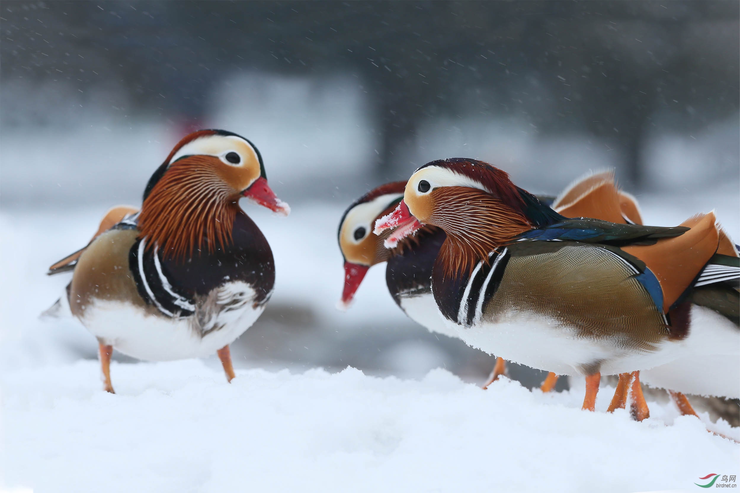 雪地鸳鸯