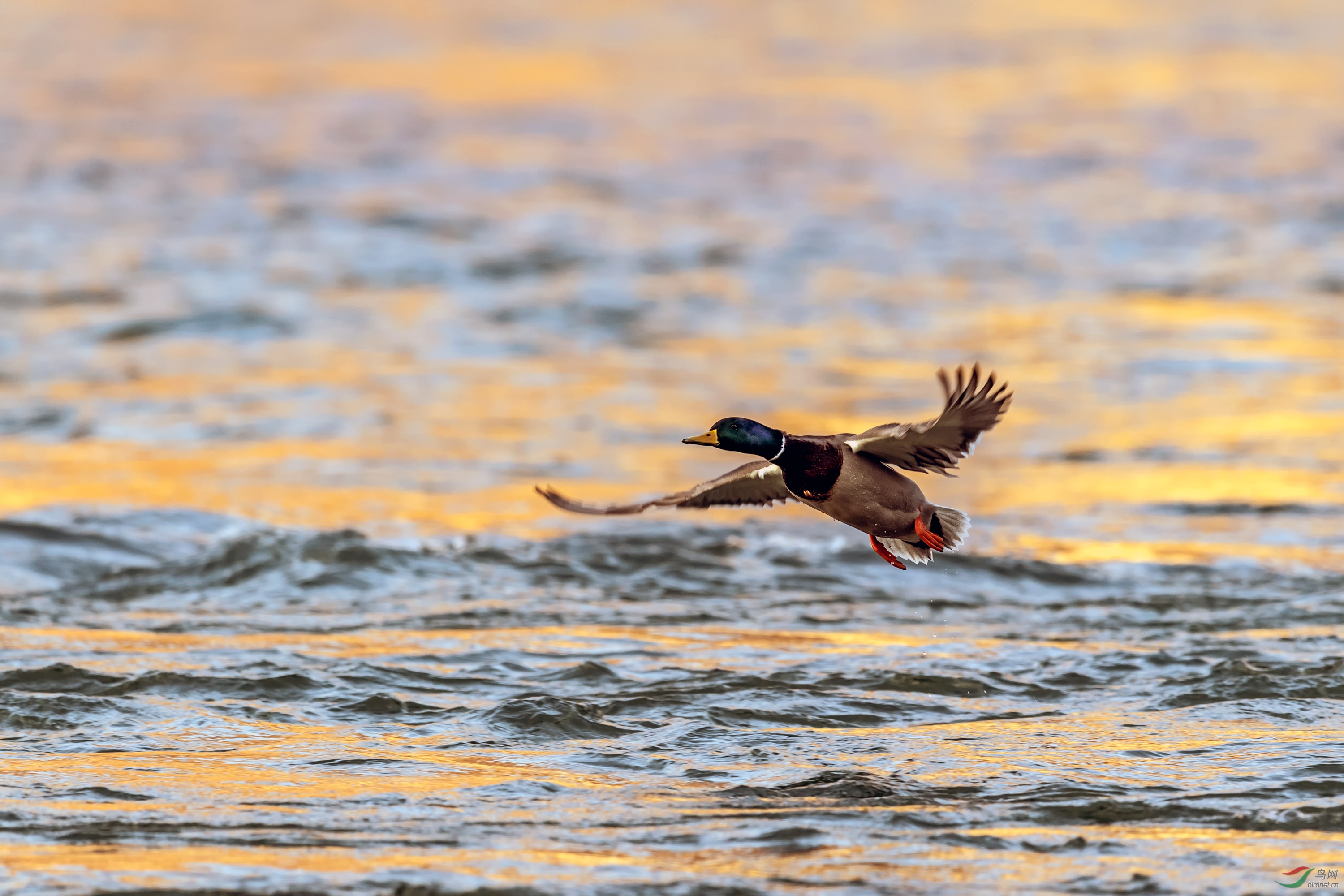_DSC4087_��ͼ��.jpg