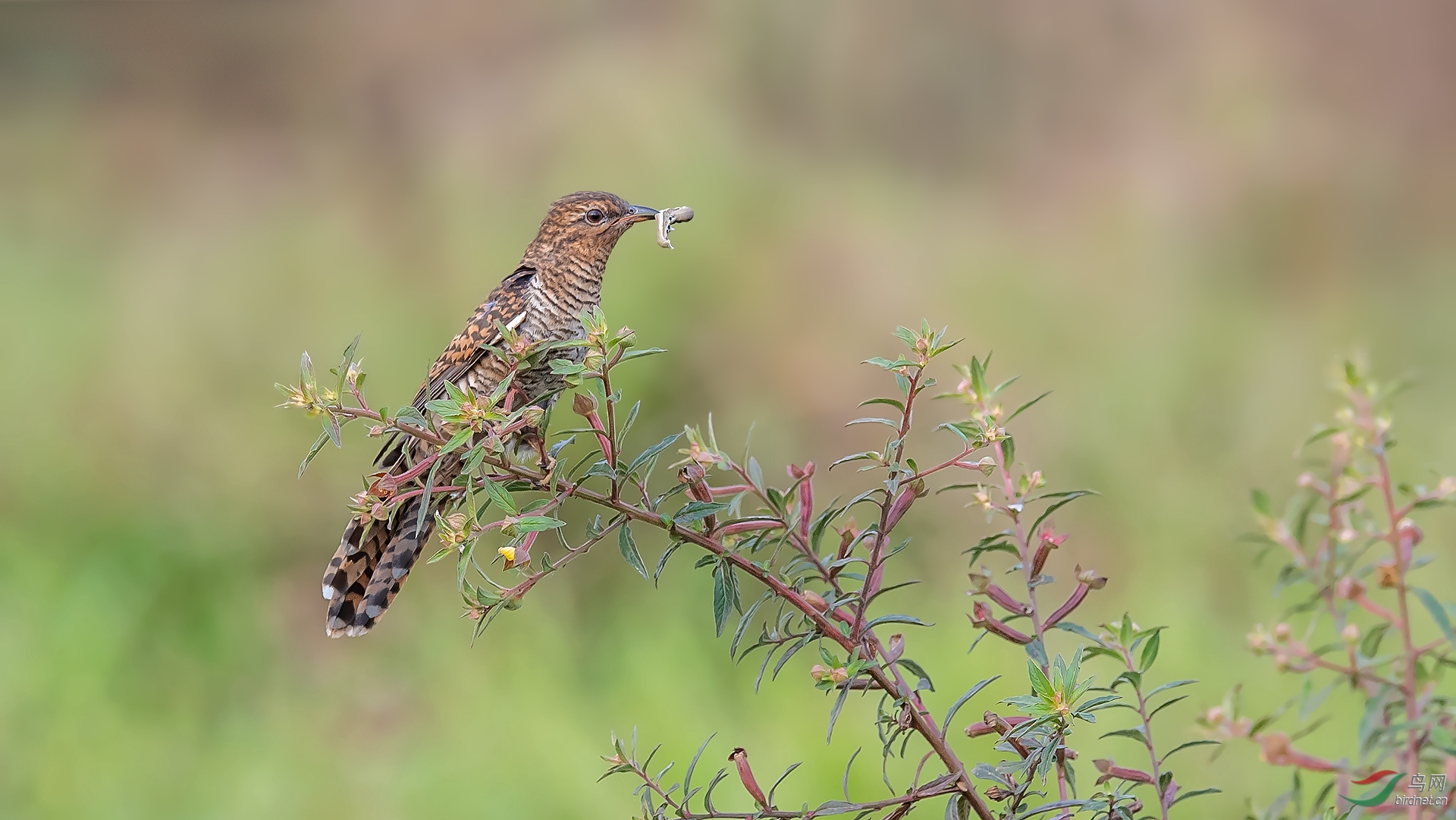 DSC_4966.jpg