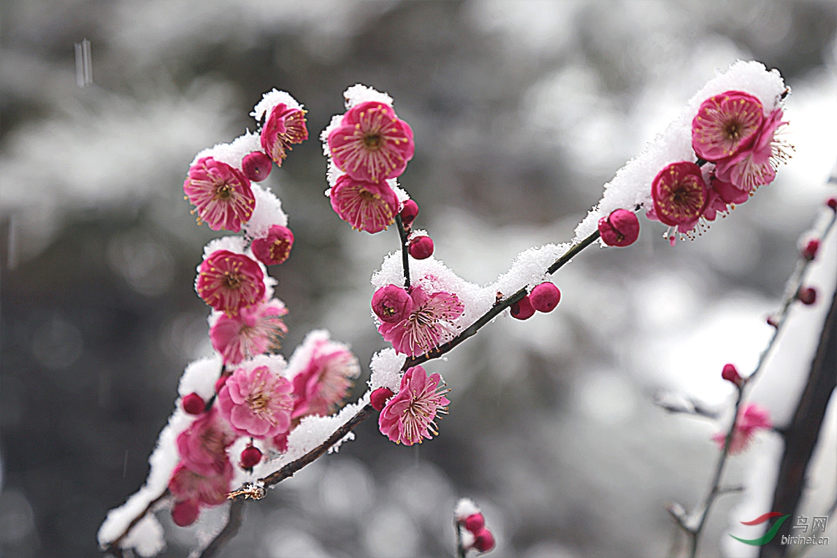 梅花欢喜漫天雪