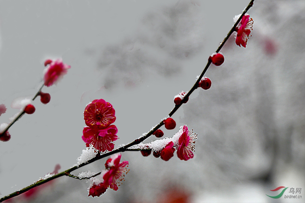 梅花歡喜漫天雪