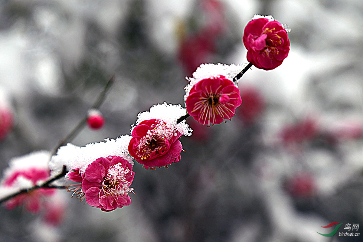 梅花欢喜漫天雪