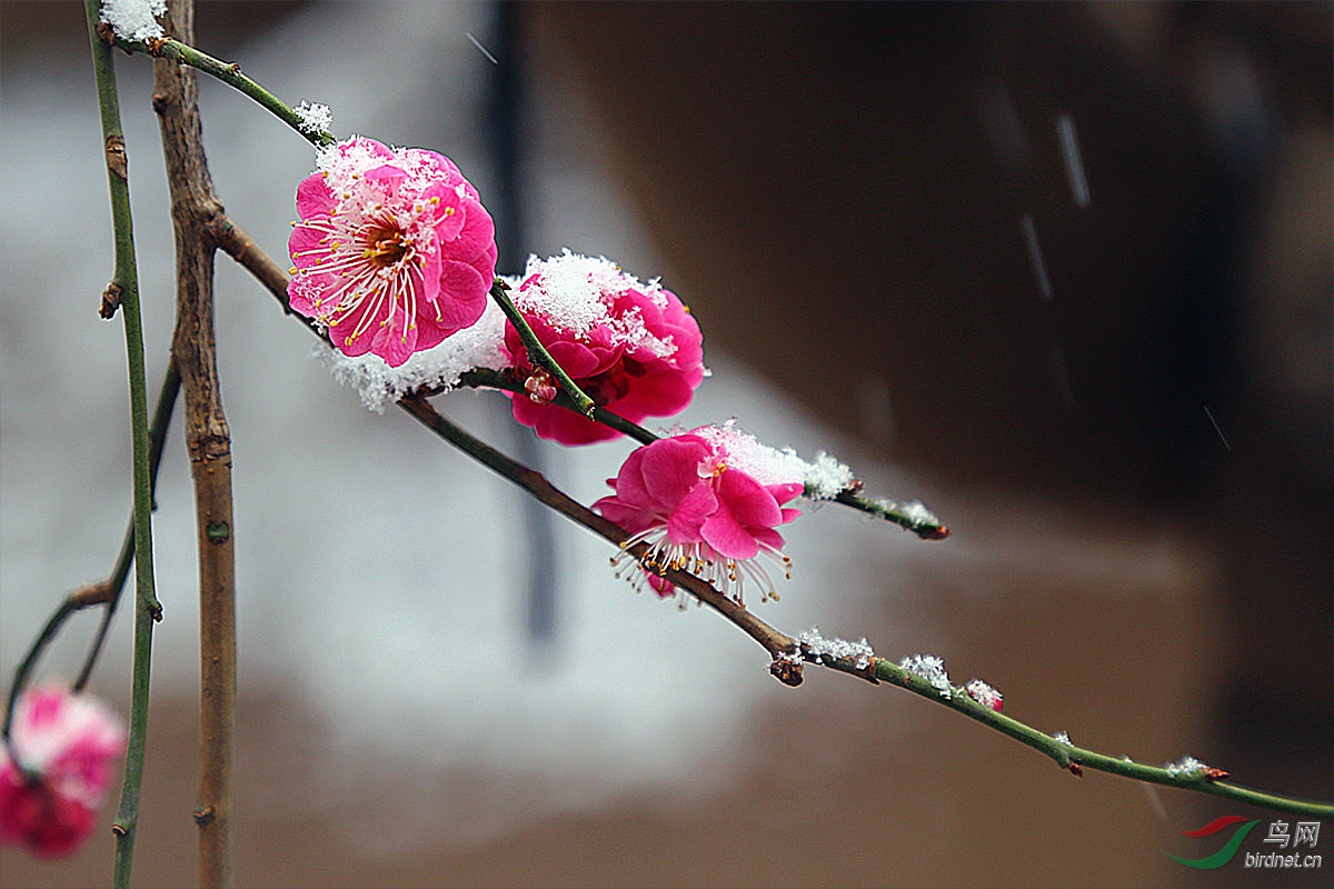 梅花欢喜漫天雪