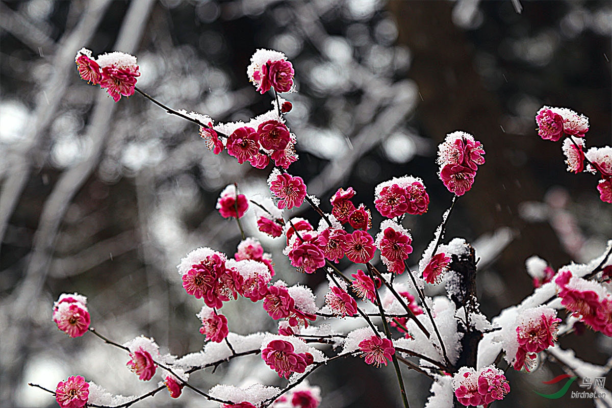 梅花欢喜漫天雪