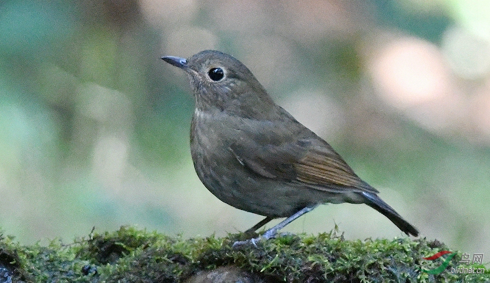 DSC_6589_����.jpg