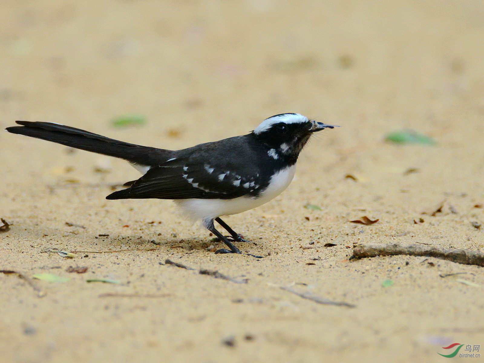 斯里兰卡白眉扇尾鹟