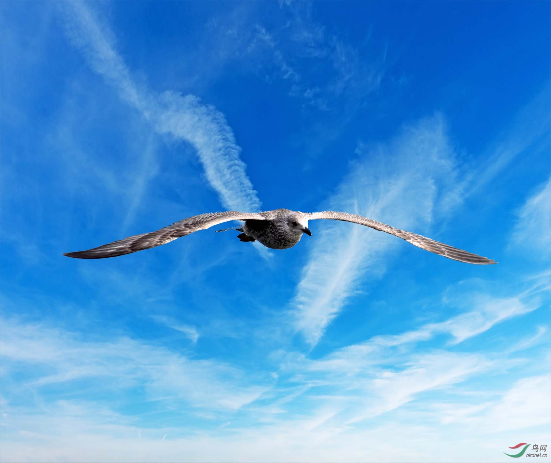 海阔天空任我飞