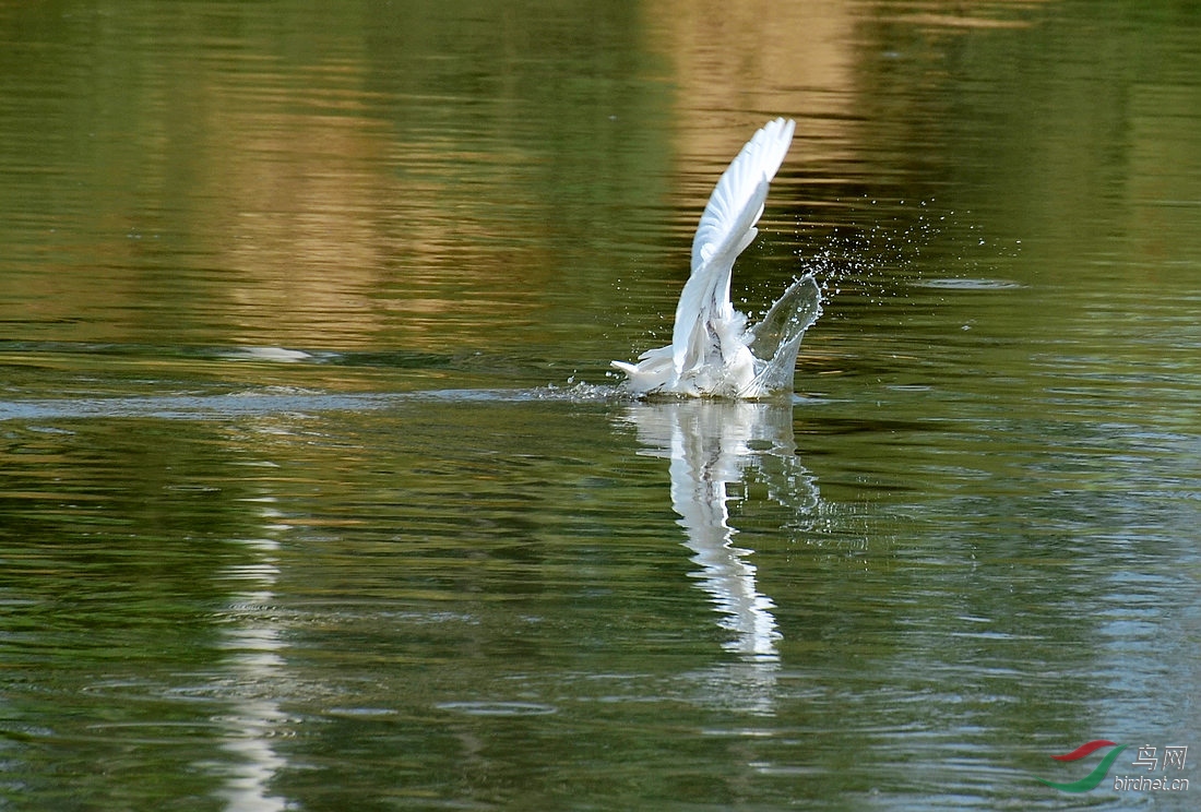 DSC_4511.JPG