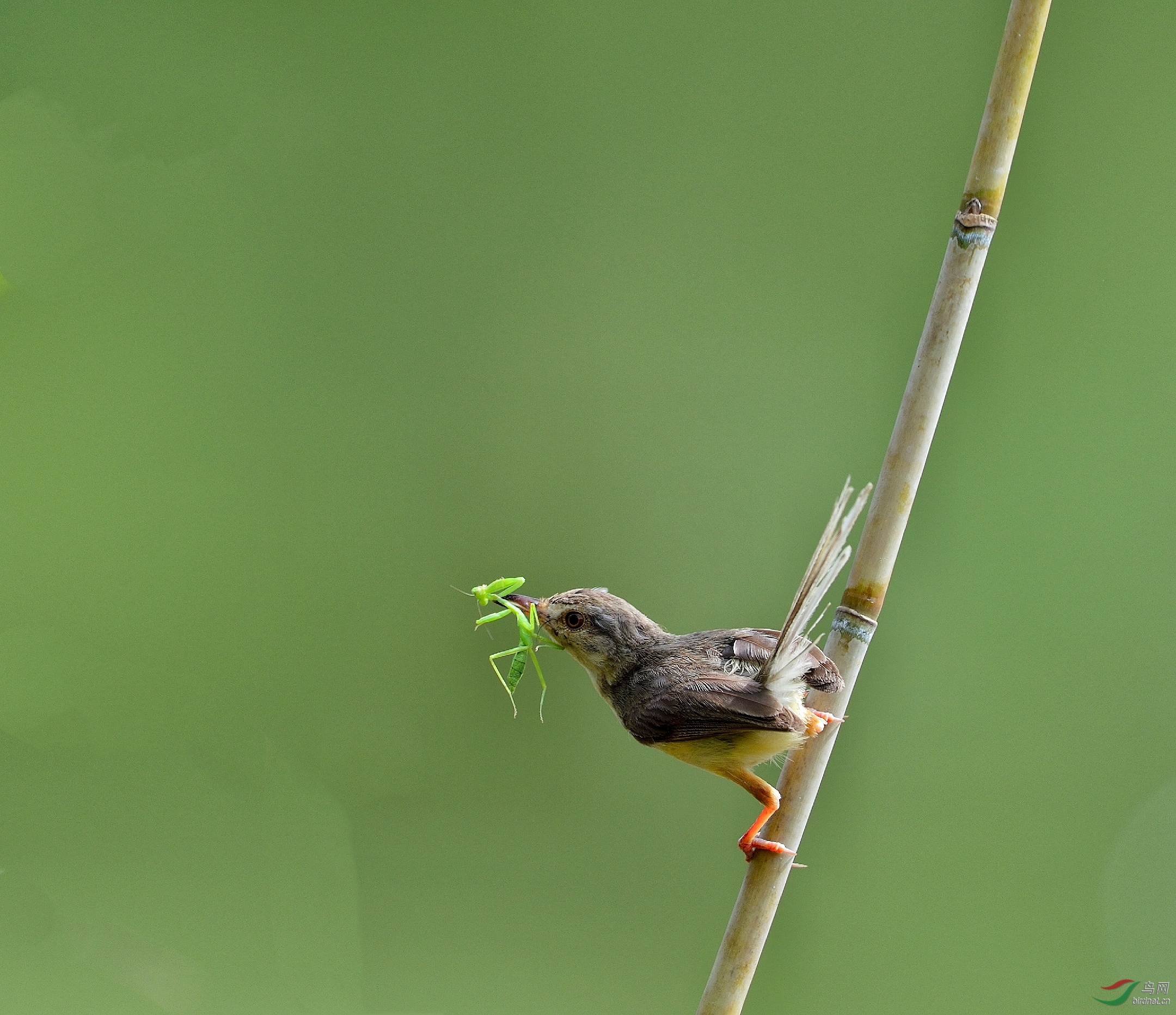 不是黄雀一样捕螳螂!