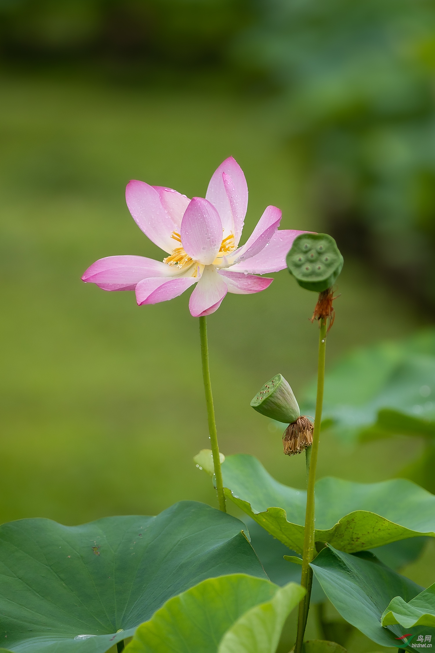 出水芙蓉