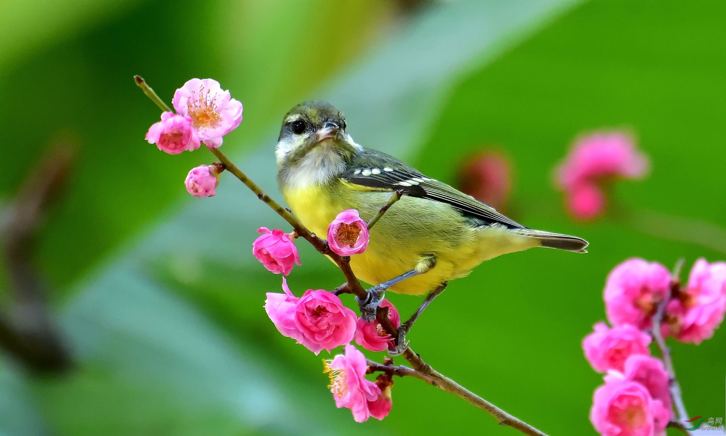 花儿与小鸟