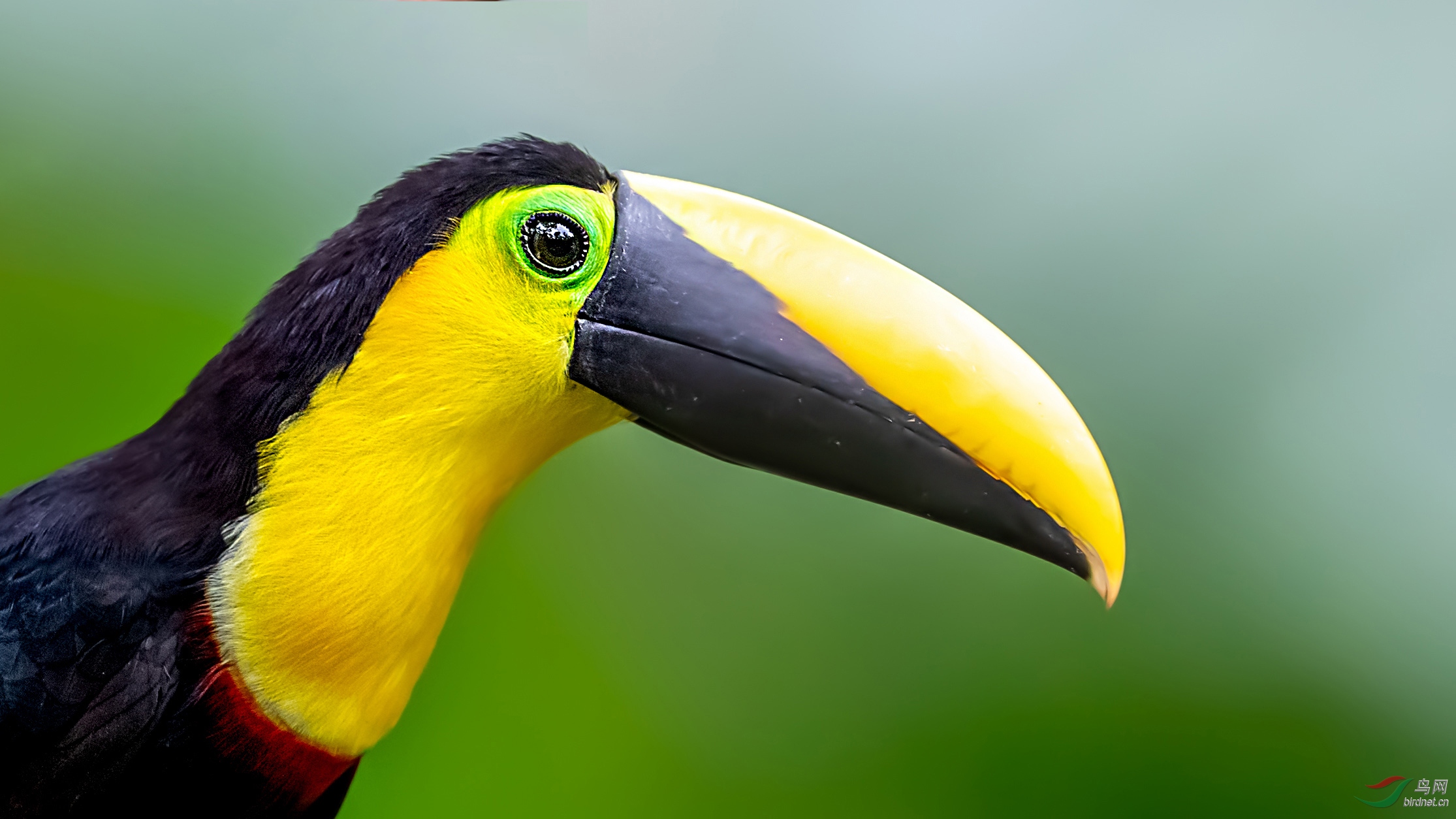 特写乔科巨嘴鸟