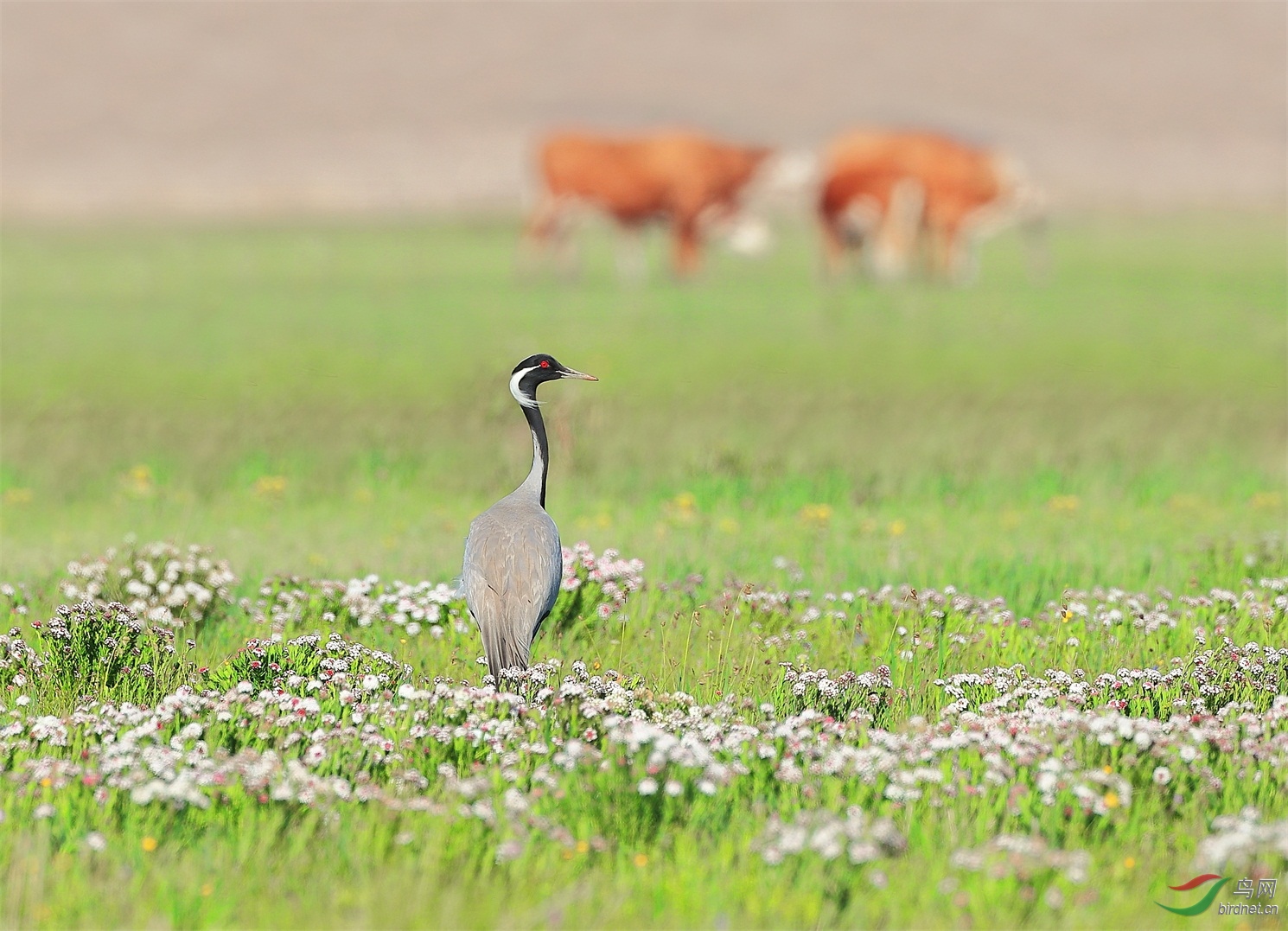 258 - ����.JPG