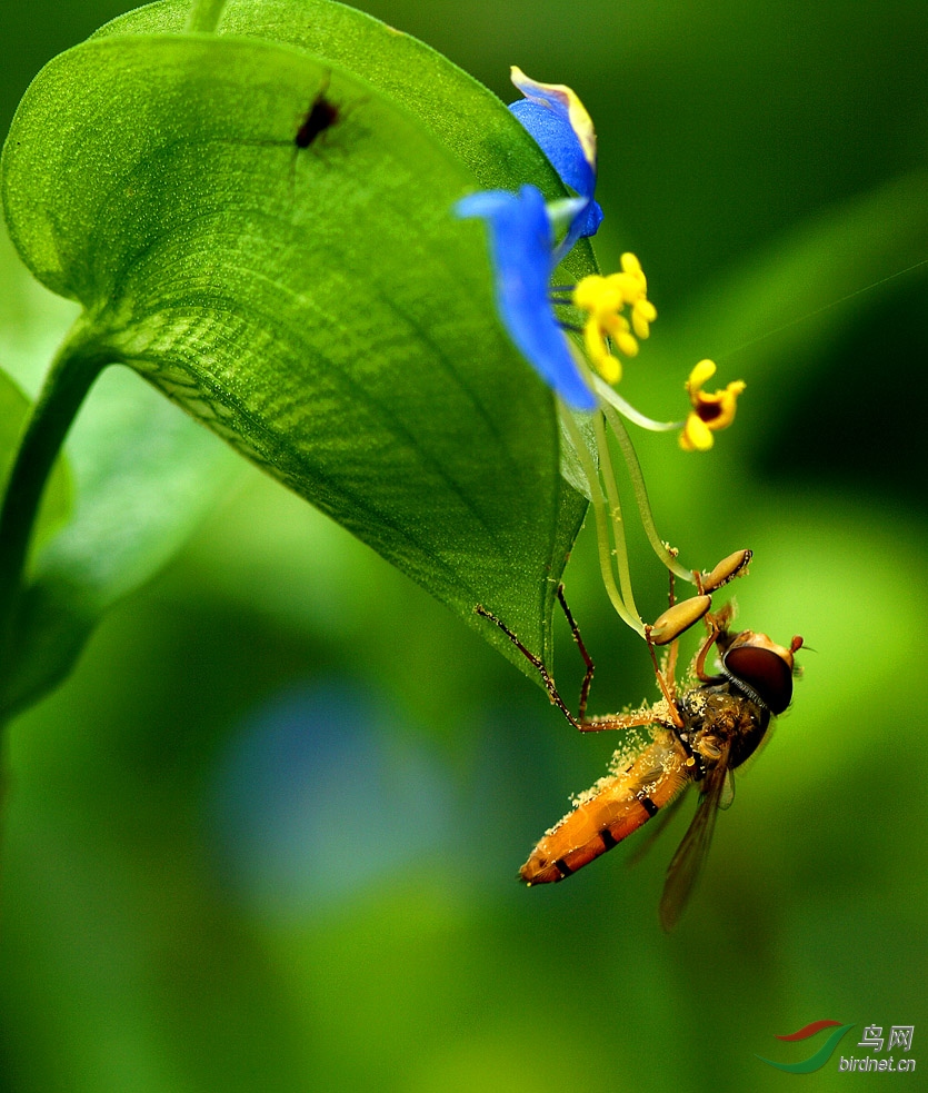 动静结合昆虫采蜜更有韵味