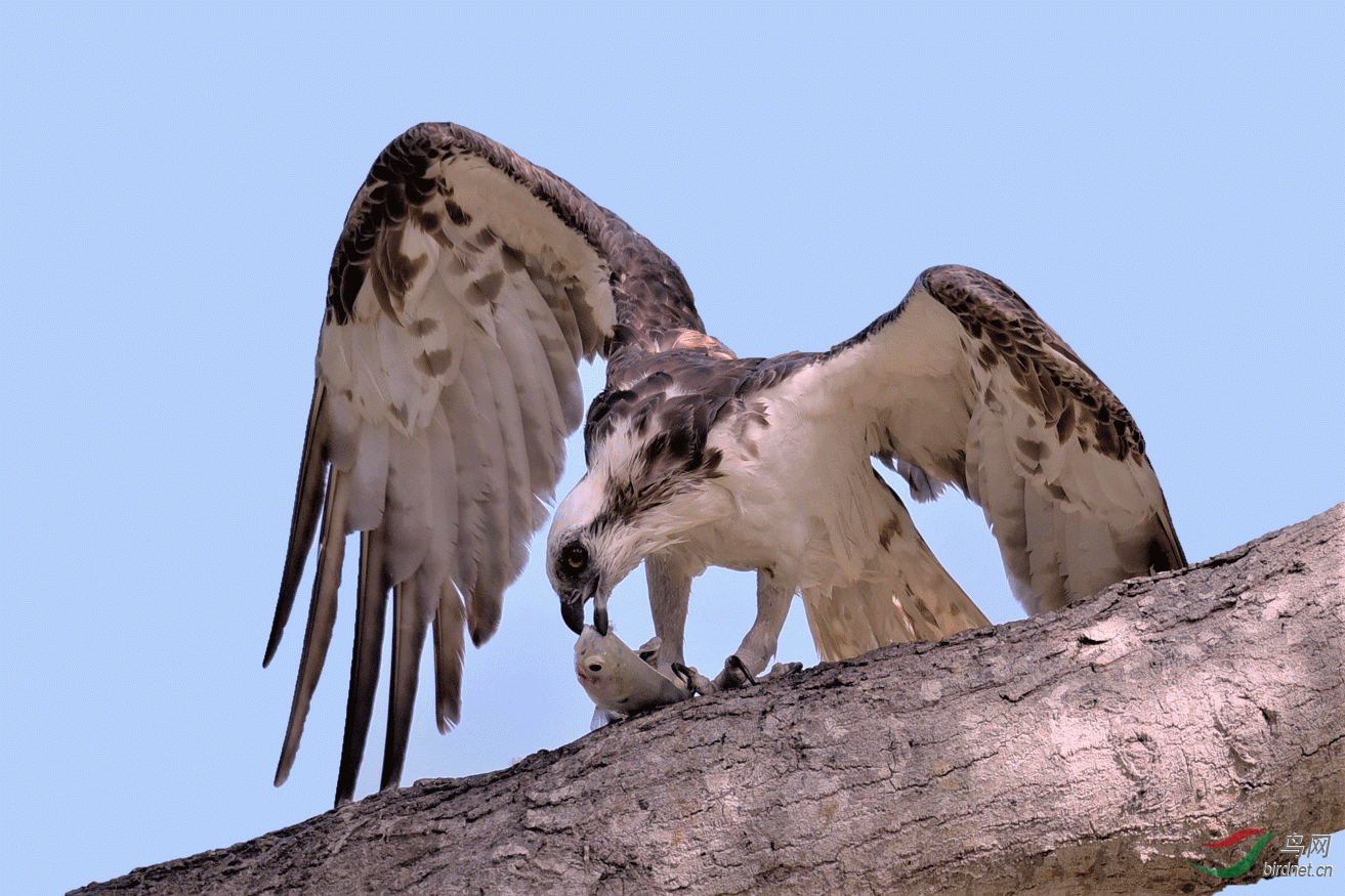 _DSC4247-2.gif