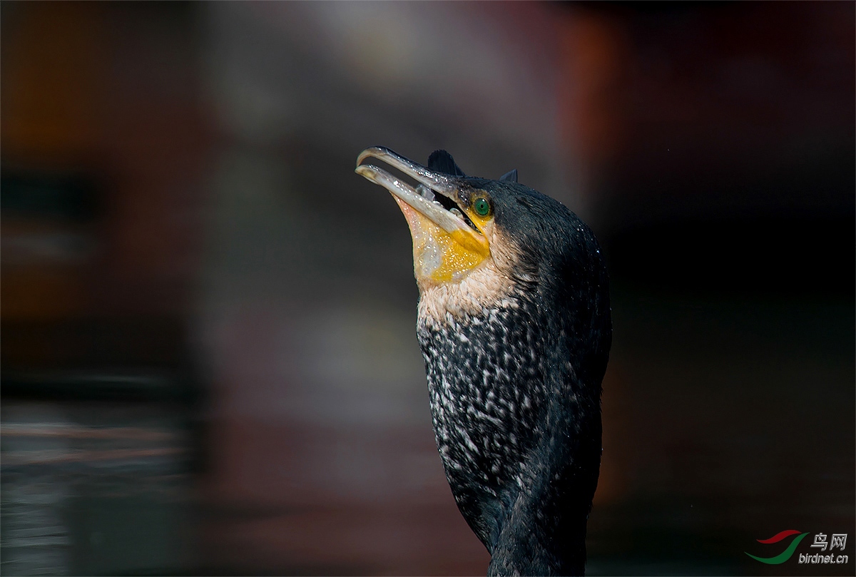 DSC_8687 ����-1aa.jpg