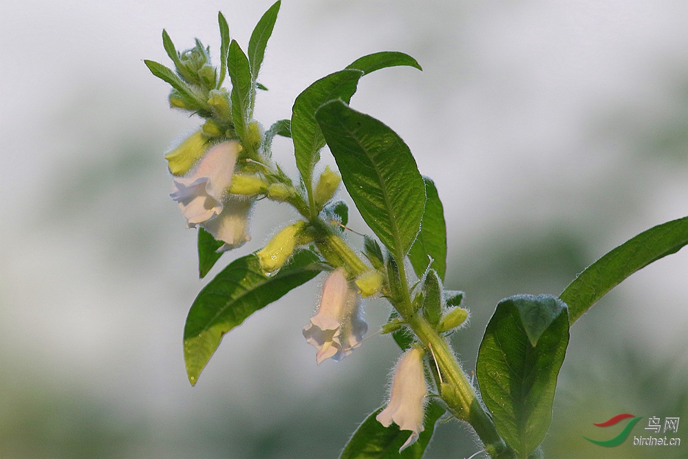 芝麻开花节节高
