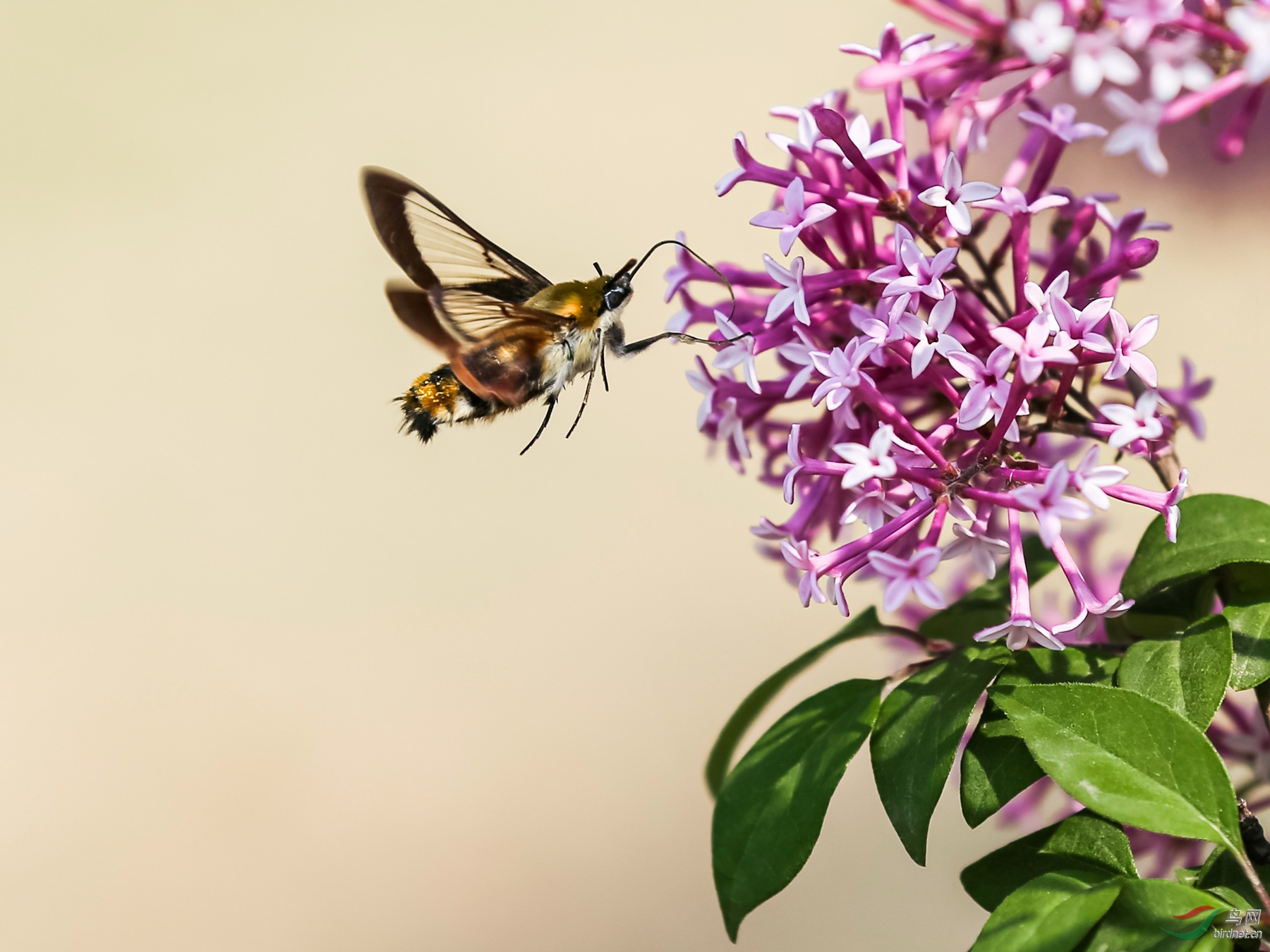 丁香花前的透翅天蛾