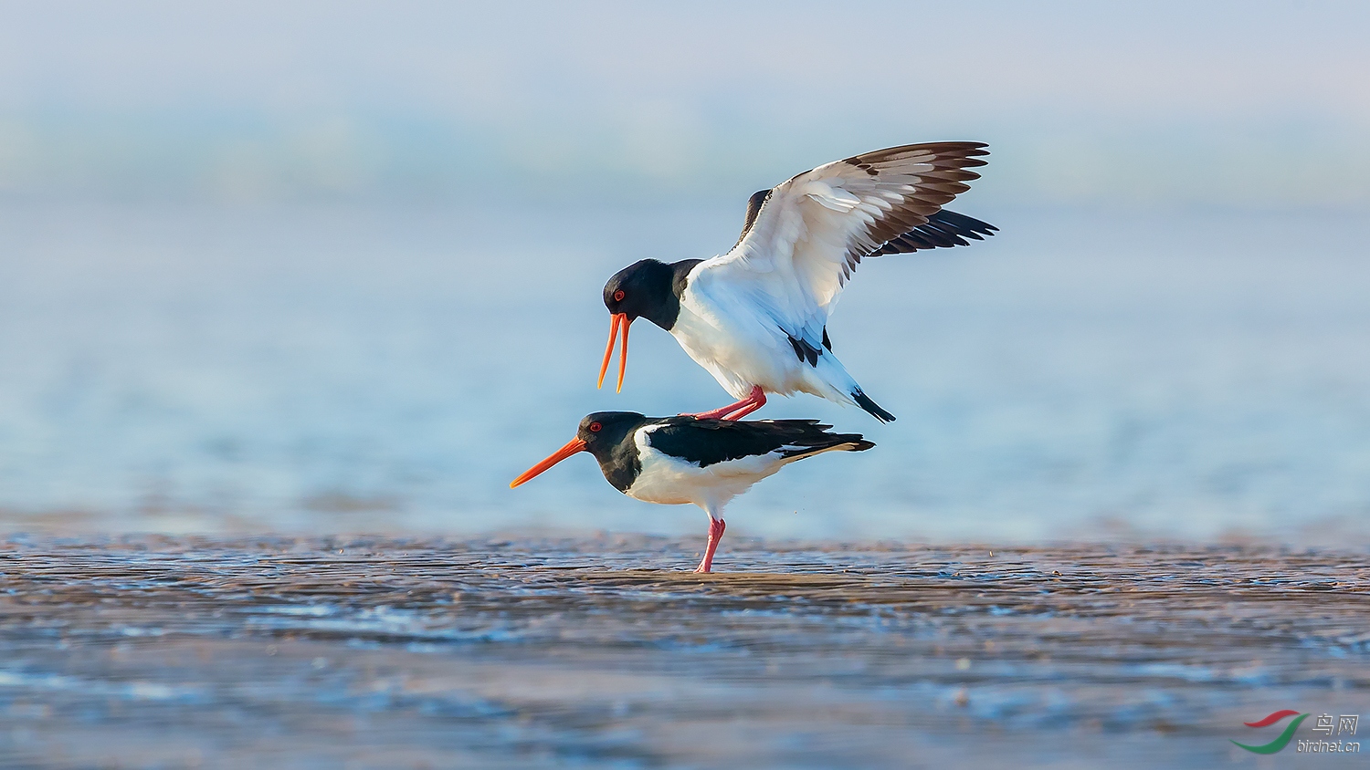 蛎鹬的春天 (恭贺老师佳作荣获首页精华)