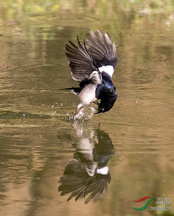3V6A5232.jpg