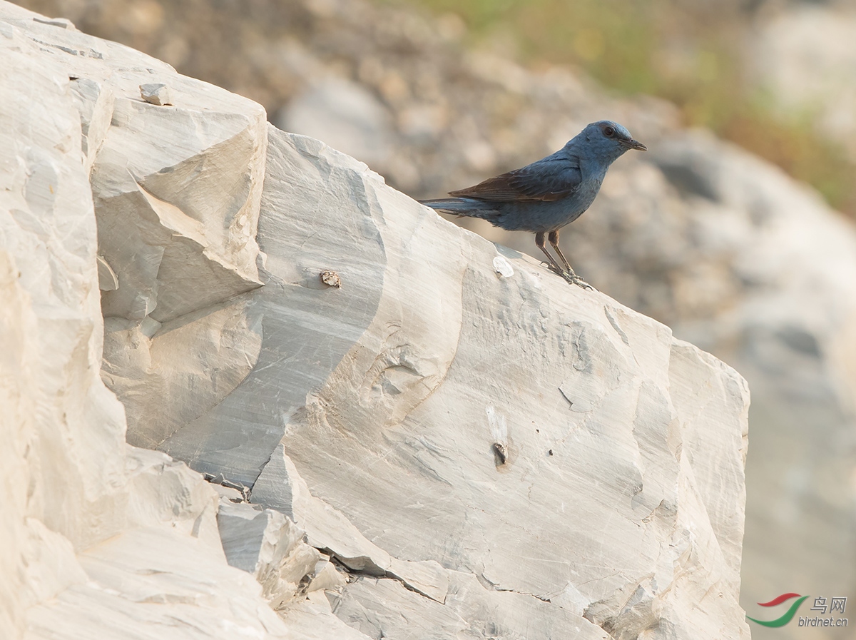 ����𴷱ֳ�ر�����