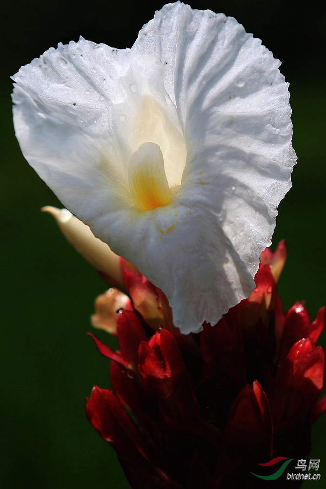 免推免顶免分贴6